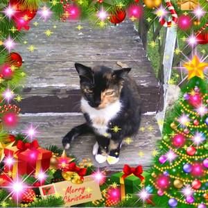 Meet your Posher, Janice